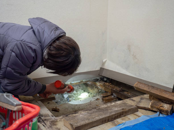Best Dehumidification Services  in Bridgeport, AL