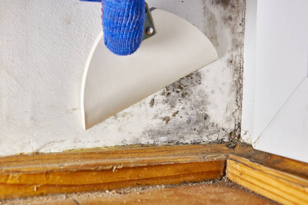 Bridgeport, AL Mold Removal Company